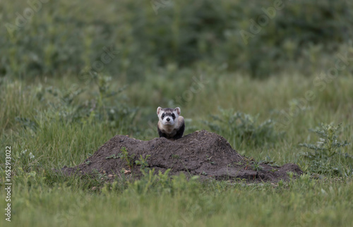Critically endangered Black-footed ferret in field of burrows for prairie dogs, in burrow
