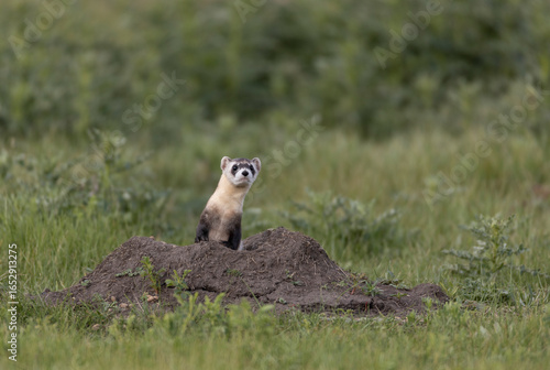 Critically endangered Black-footed ferret in field of burrows for prairie dogs