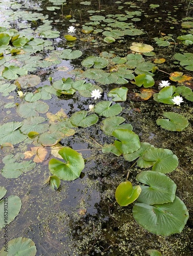 water lily in the pond