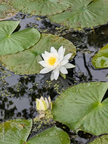 white water lily
