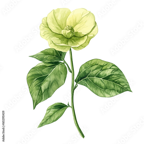 Garden Pea Flower, watercolor clipart vector, isolated on a white background.