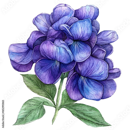 Garden Pea Flower, watercolor illustration vector, isolated on a white background.