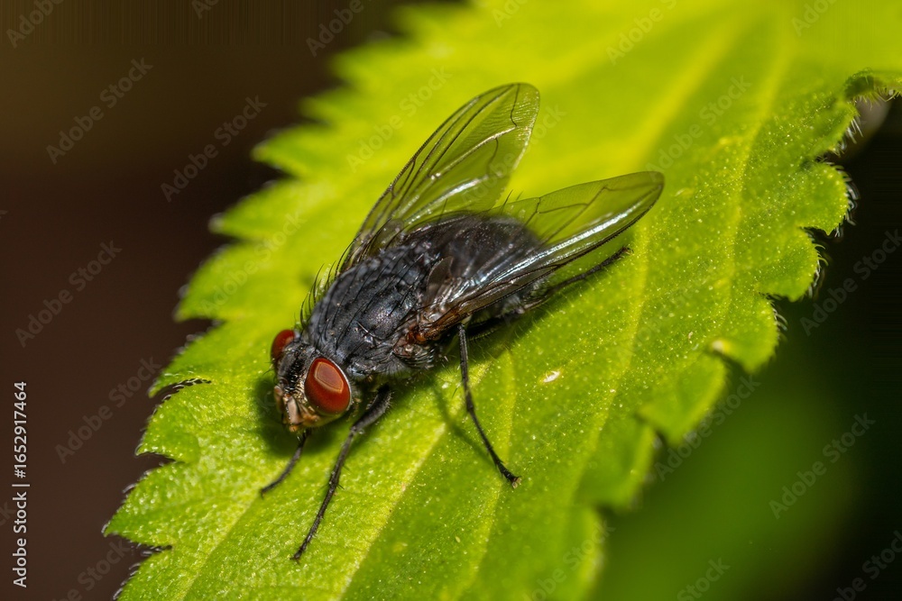 Naklejka premium fly on leaf