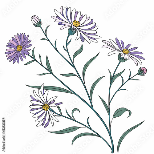 floral background with asters perennial uk