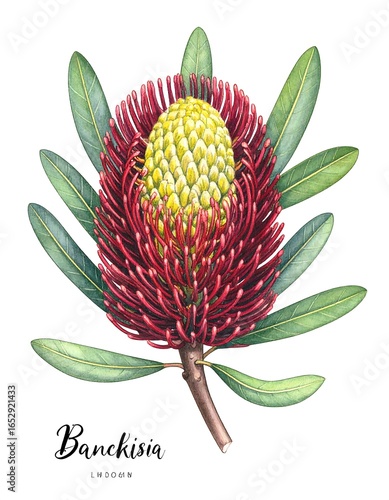 Detailed botanical illustration of a flower