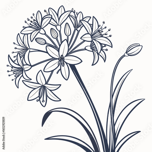 vector illustration of allium mount everest