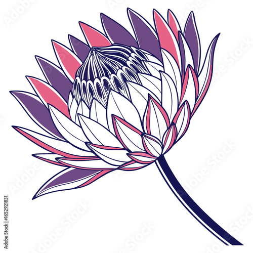 vector illustration of allium mount everest
