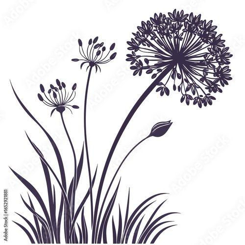 vector illustration of allium giganteum