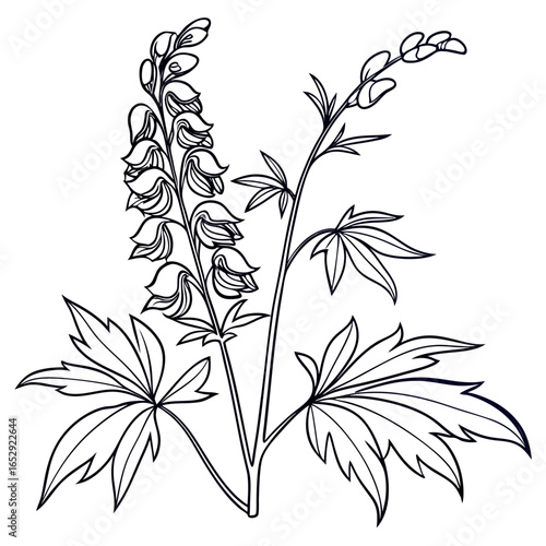 branch with aconitum variegatum
