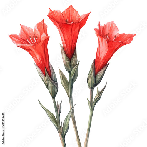 Cypress Vine Flower, watercolor clipart vector, isolated on a white background.