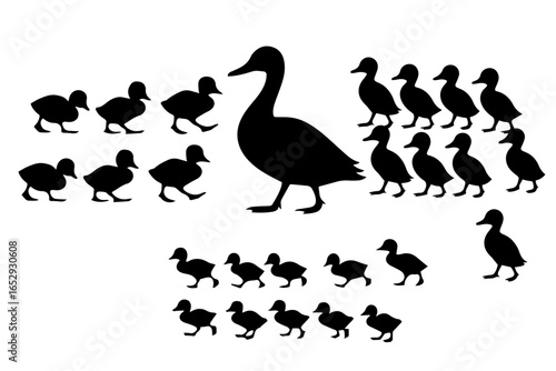 Duck and Ducklings different age Silhouette Mother duck and ducklings