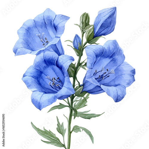 watercolor vector of Canterbury Bells Flower, isolated on a white background.