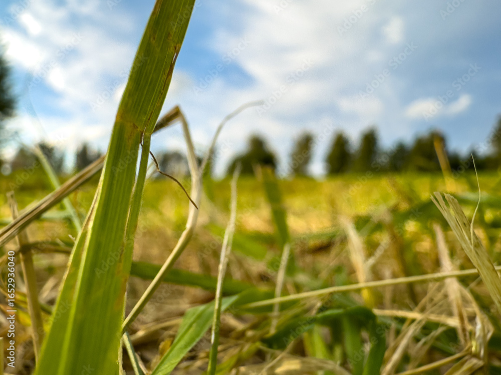 Fototapeta premium Close-up view of green grass blades and dry straw under a bright blue sky on a sunny afternoon in a rural field
