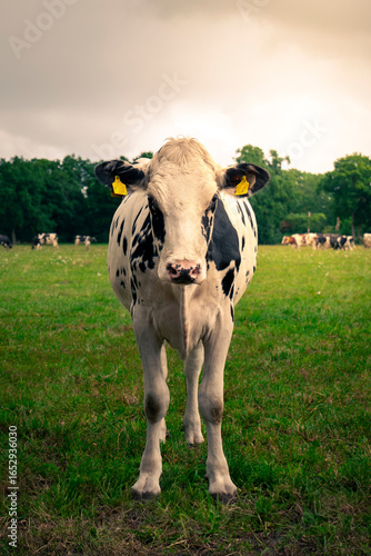 Cow Portrait on a field