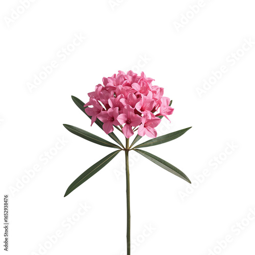 Single stem of vibrant pink Daphne flower blossoms presenting exquisite beauty and delicate form