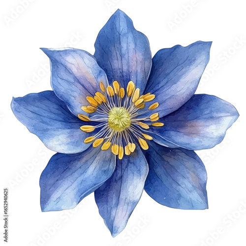 Bluestar Flower, watercolor illustration vector, isolated on a white background.