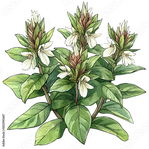 watercolor vector of Balsam Flower, isolated on a white background.