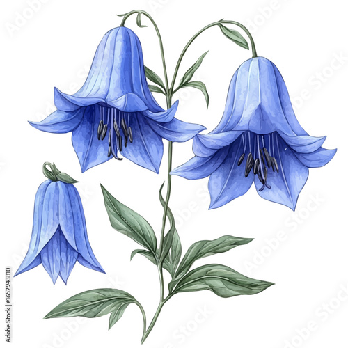 Balloon Flower, watercolor vector, isolated on a white background.