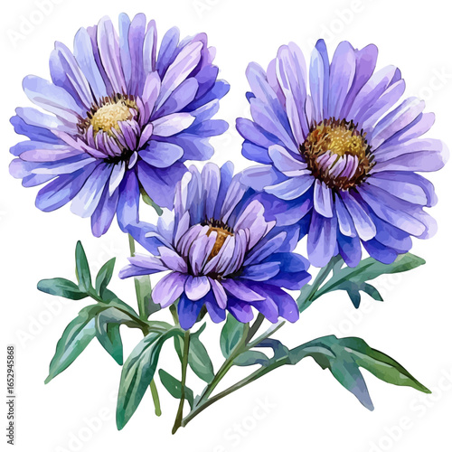 Aster Flower, watercolor drawing vector, isolated on a white background.