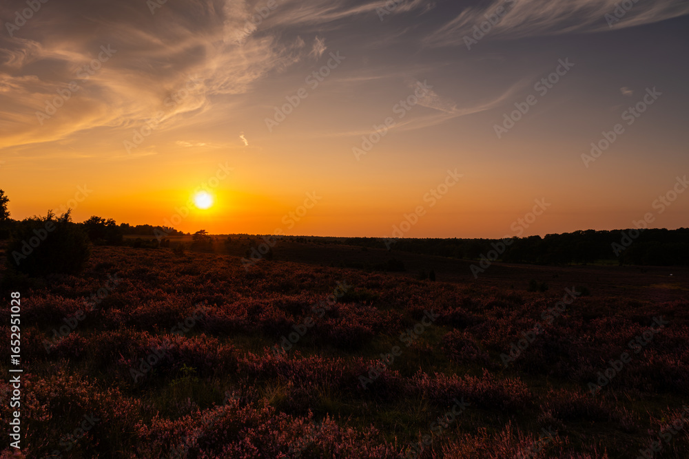 Obraz premium Beautiful sunset in the Lüneburg Heath during heather bloom.