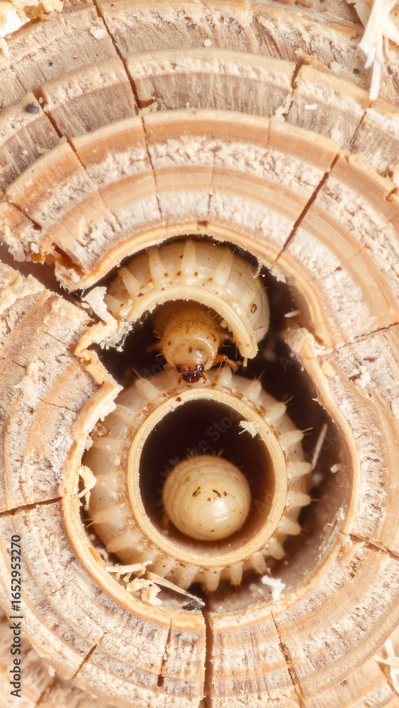 Fototapeta premium Close-up of wood borer larvae in tree trunk