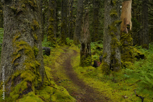 The trees covered by moss on Spruce island near Kodiak in Alaska