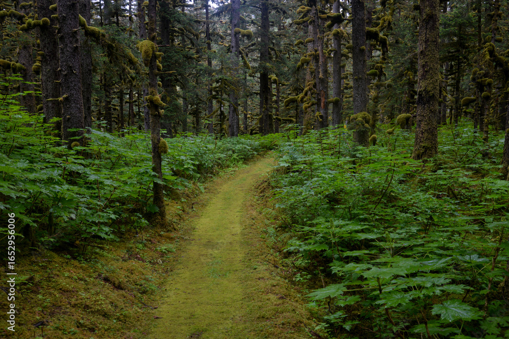 Obraz premium The trees covered by moss on Spruce island near Kodiak in Alaska