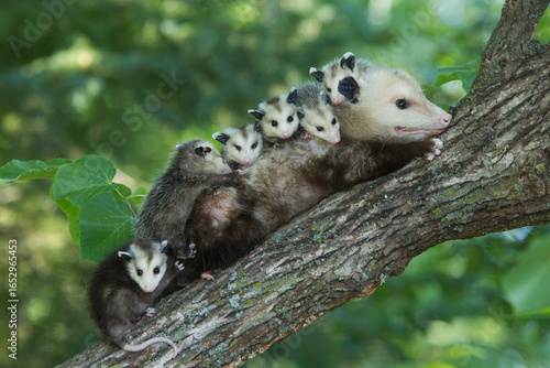 Canvastavla Virginia Opossum mother with babies