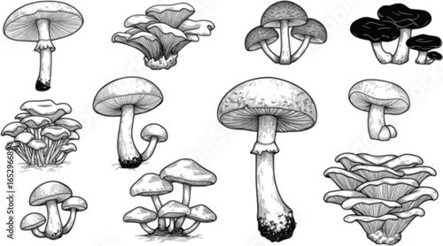 Mushroom black silhouette set on white background
