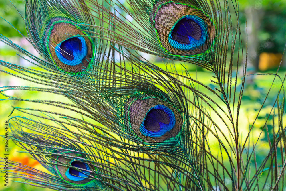 Fototapeta premium Macro peacock feathers,Peacock feathers close-up
