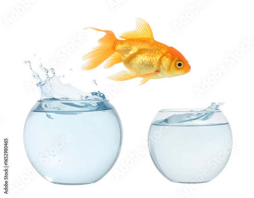 Goldfish Jumping from Small Bowl to Larger Bowl, Isolated on Transparent Background