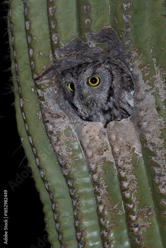 Western Screech-owl taken in SE Arizona in the wild