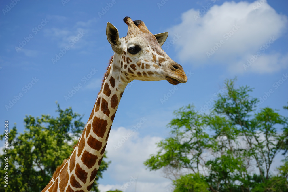 Obraz premium head giraffe in the wild