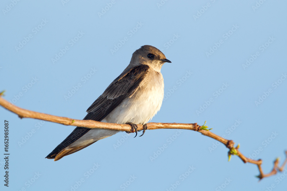 Fototapeta premium Northern Rough-winged Swallow taken in Tucson AZ