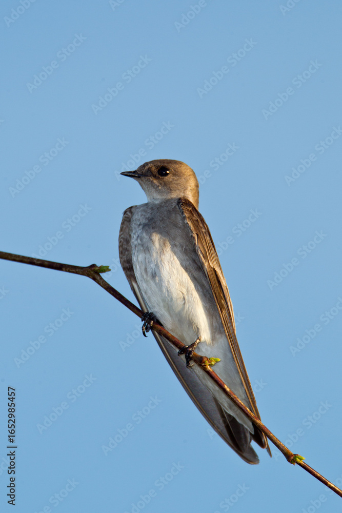 Fototapeta premium Northern Rough-winged Swallow taken in Tucson AZ