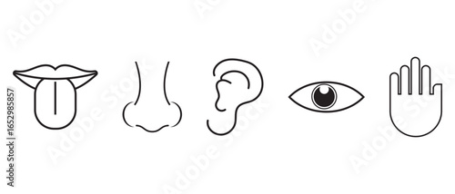set of human Five Senses Icon. vision, hearing, smell, taste, touch icon. tongue, nose, ear, eye, hand icon sings. vector illustration.