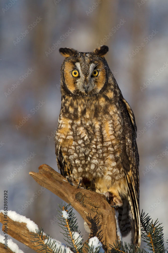 Fototapeta premium Long-eared Owl taken in central MN under controlled condtions
