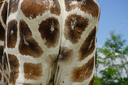 Photography close up of skin giraffe