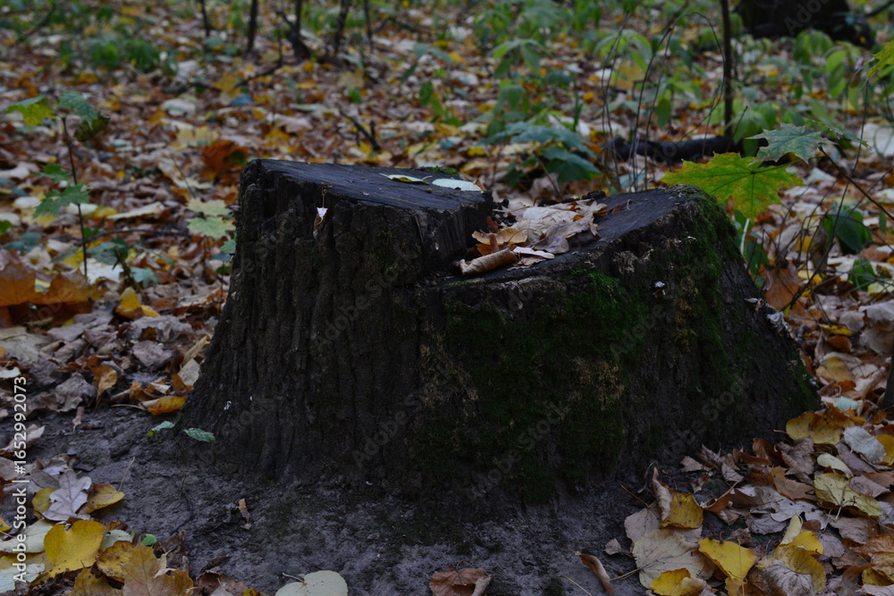 Obraz premium a close up of an old Stump in Autumn Woods
