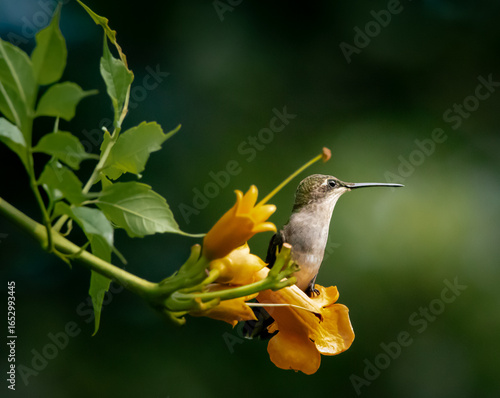 Fotografie hummingbird on flower