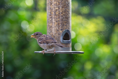 Canvas-taulu Spatz mit Korn im Schnabel