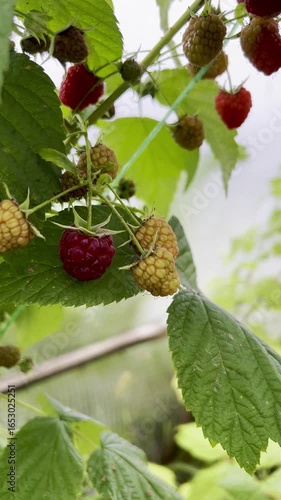 organic raspberries on a branch in a greenhouse autumn harvest as a background