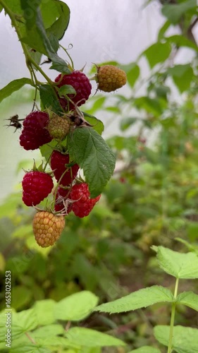 organic raspberries on a branch in a greenhouse autumn harvest as a background