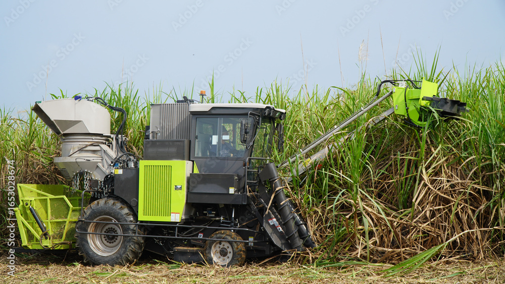 Obraz premium Sugarcane Harvester Machine Cutting and Harvesting Sugarcane in Plantation Field