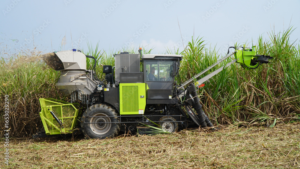 Obraz premium Sugarcane Harvester Machine Cutting and Harvesting Sugarcane in Plantation Field