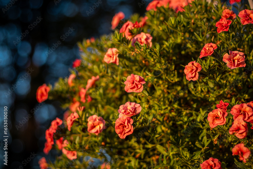 A lush cluster of small orange flowers blossoms in warm evening light, surrounded by green foliage and soft background bokeh.