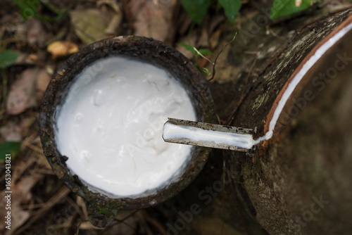 Rubber plantation after harvest in southern Thailand.Milky latex extracted from rubber trees.Hevea brasiliensis or Para trees.Tropical plant for its latex, which is harvested for rubber production.