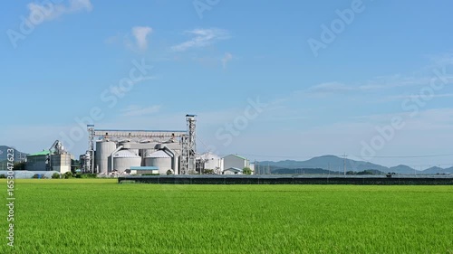 Korean traditional rice farming. Korean rice farming scenery. Korean rice paddies.Rice field and the sky in Ganghwa-do, Incheon, South Korea.