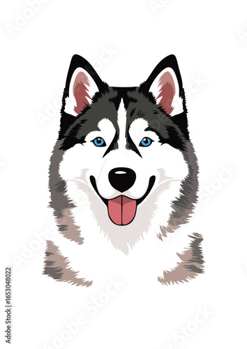 siberian husky dog vector illustration white background