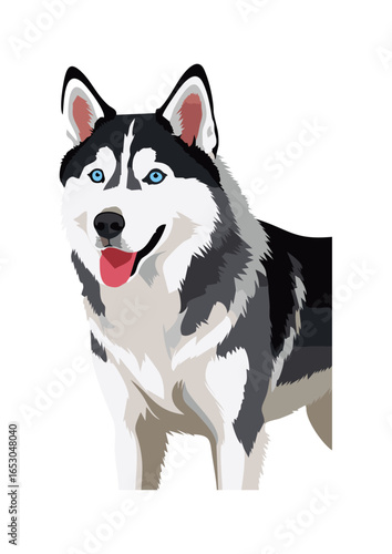 siberian husky dog vector illustration white background